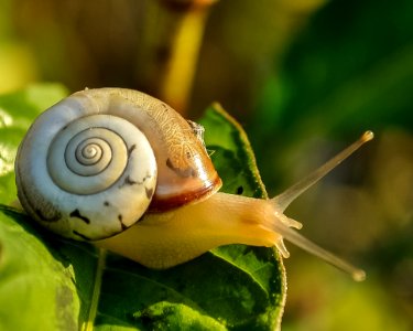 Snails And Slugs Snail Molluscs Invertebrate
