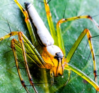 Insect Invertebrate Arthropod Organism