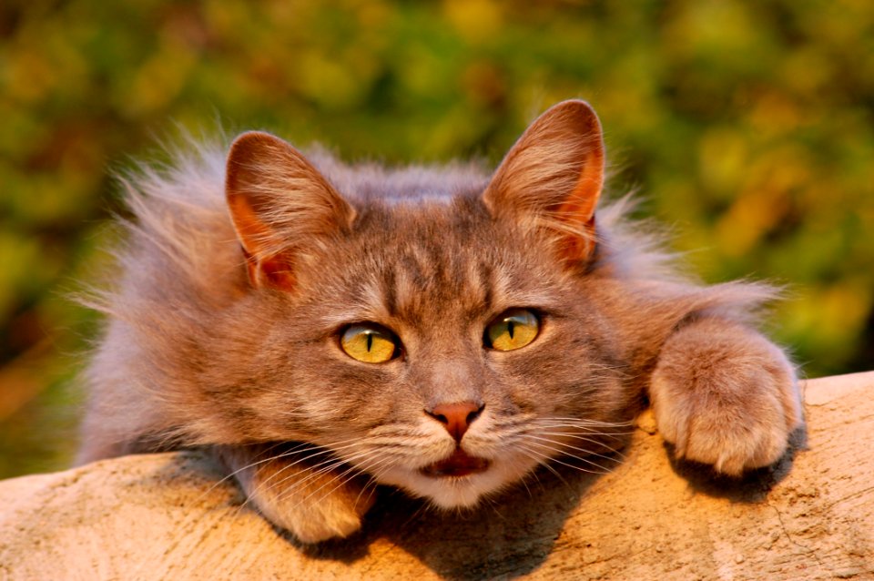 Cat Whiskers Fauna Mammal
