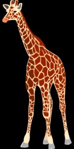 Giraffe Giraffidae Terrestrial Animal Mammal