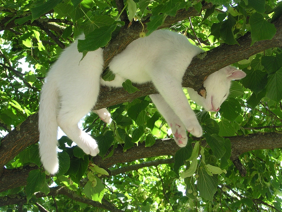 Rest nature serenity