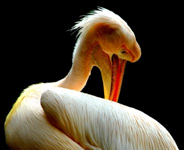 Beak Bird Pelican Fauna