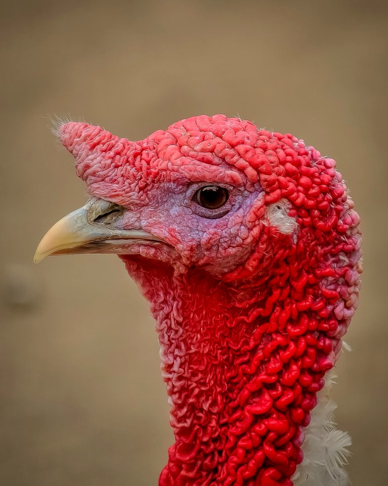 Red Beak Pink Domesticated Turkey