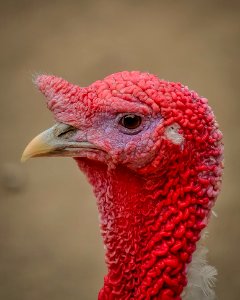 Red Beak Pink Domesticated Turkey photo