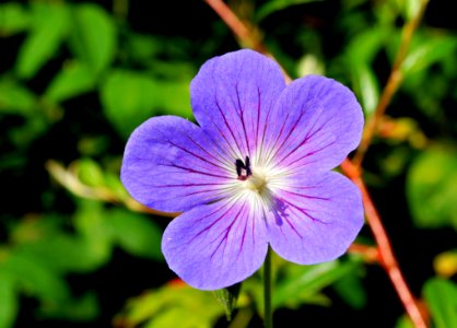 Flower Flora Plant Purple photo