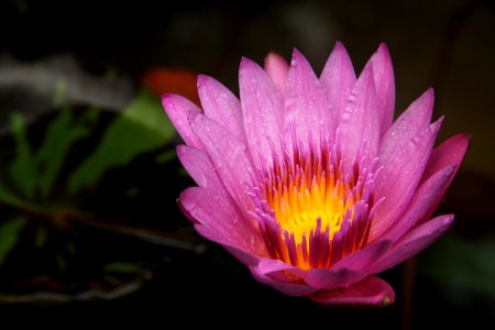 Flower Flora Pink Yellow