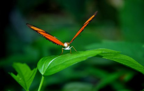 Insect Butterfly Moths And Butterflies Dragonfly