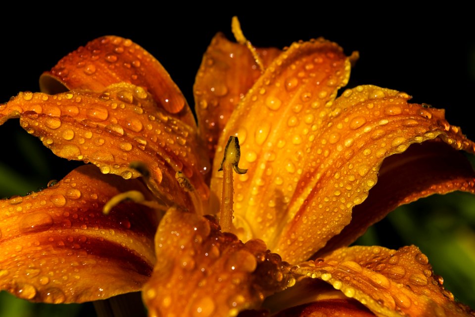 Flora Close Up Moisture Macro Photography