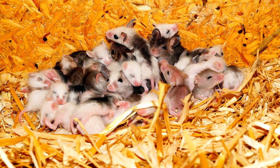 Fauna Mouse Hamster Muroidea