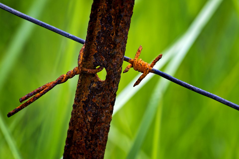 Insect Ecosystem Dragonfly Fauna