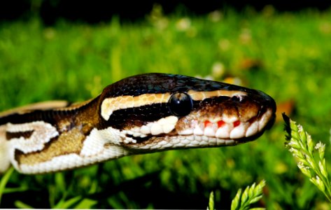 Snake Reptile Scaled Reptile Serpent