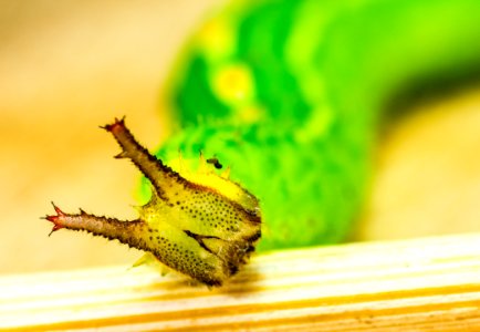 Insect Macro Photography Close Up Invertebrate photo