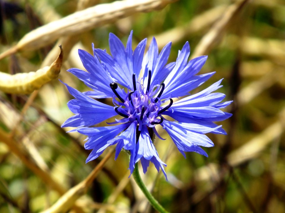 Flower Flora Plant Wildflower
