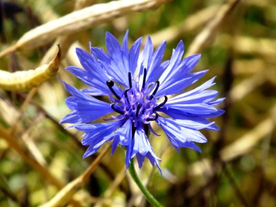 Flower Flora Plant Wildflower