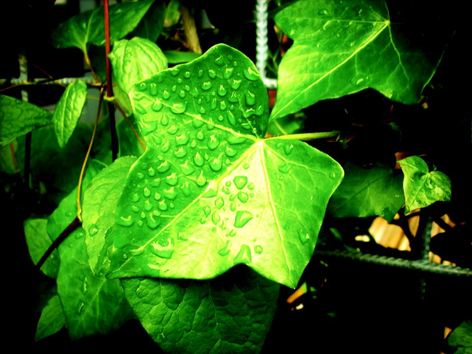Leaf Green Plant Flora