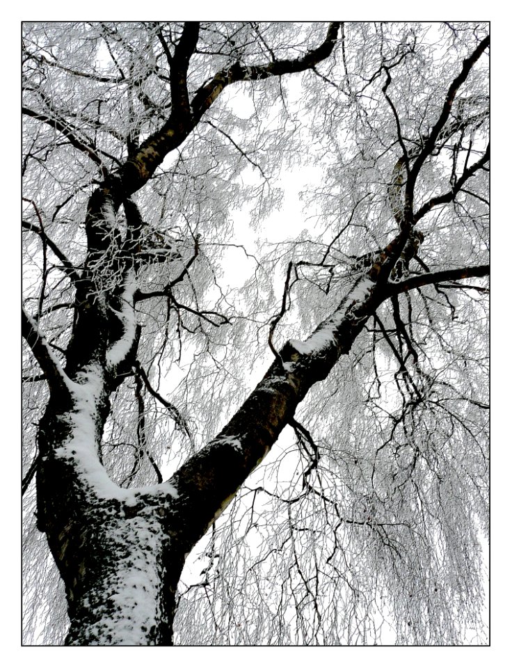 Tree Branch Black And White Woody Plant