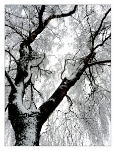 Tree Branch Black And White Woody Plant photo