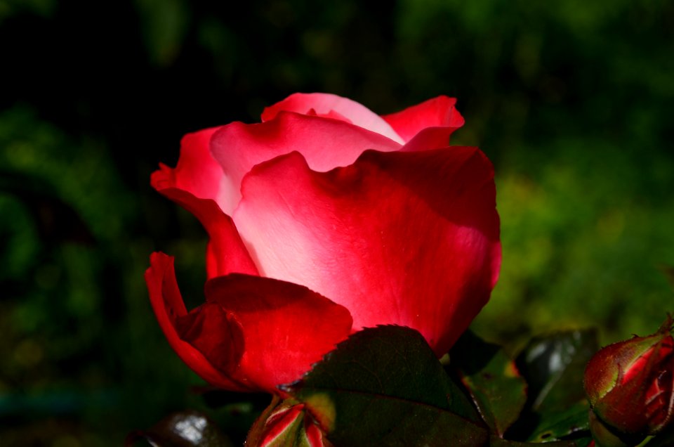 Rose Rose Family Flower Garden Roses