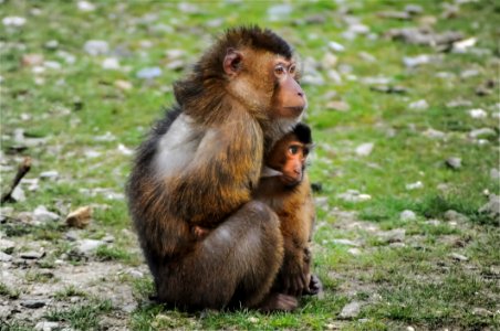 Macaque Fauna Primate New World Monkey photo