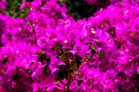 Flower Pink Purple Plant photo