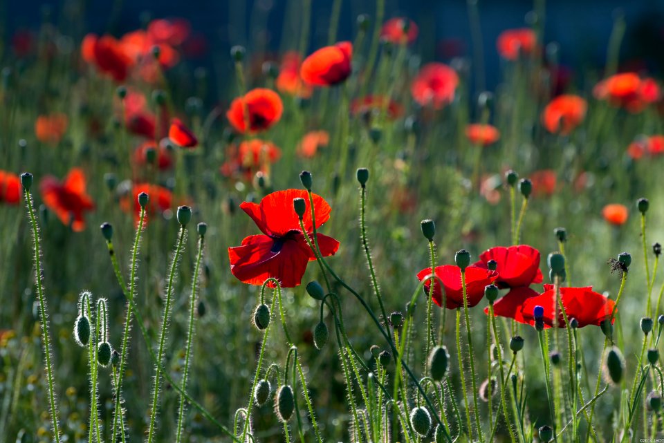 Flower Wildflower Field Ecosystem