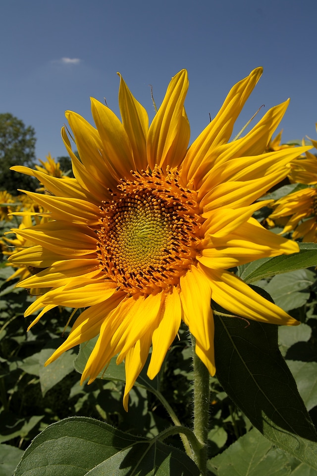 Sunflower nature flowers photo