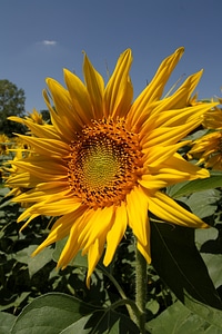 Sunflower nature flowers