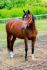 The head of a horse pony ranch photo