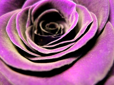 Flower Purple Violet Rose Family
