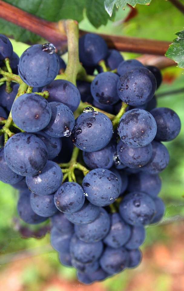 Ripe grapes grapes nature