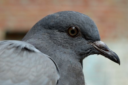 Bird Beak Fauna Close Up