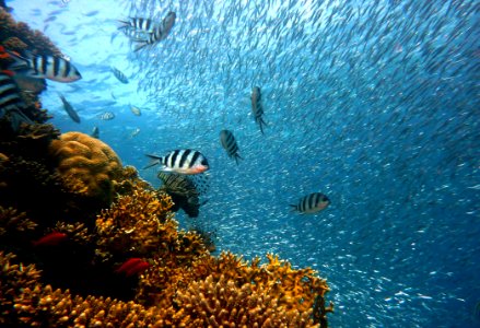 Coral Reef Water Reef Marine Biology