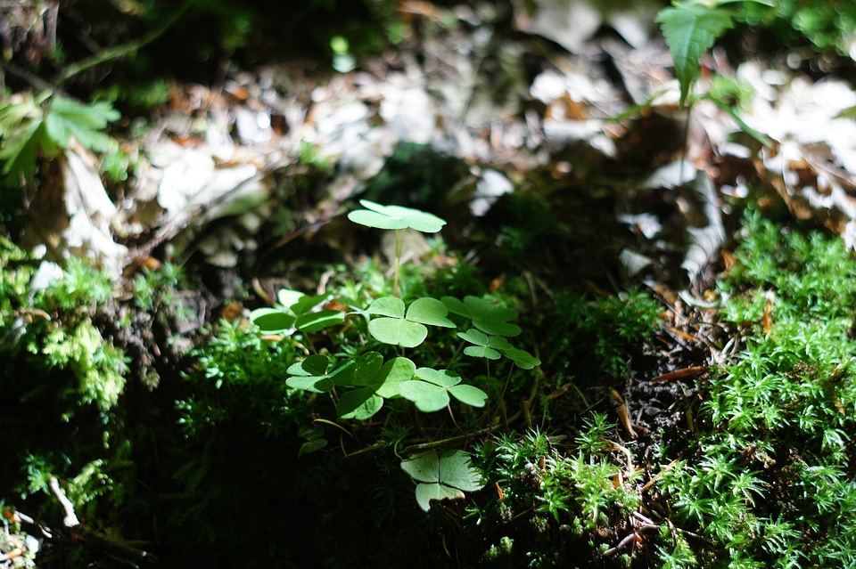 Forest floor green plant