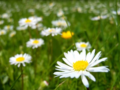 Flower Oxeye Daisy Yellow Meadow photo
