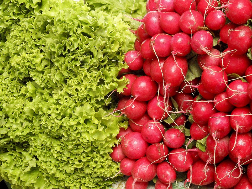 Plants vegetale red