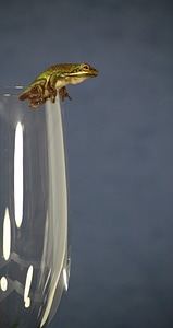 Toad amphibian nature