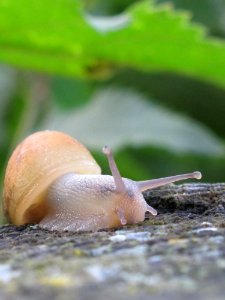 Snails And Slugs Snail Slug Molluscs