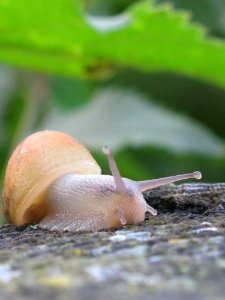 Snails And Slugs Snail Slug Molluscs photo