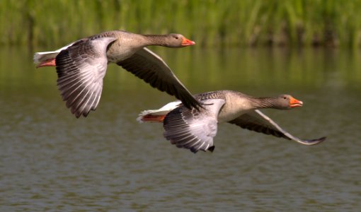 Bird Water Bird Fauna Ducks Geese And Swans