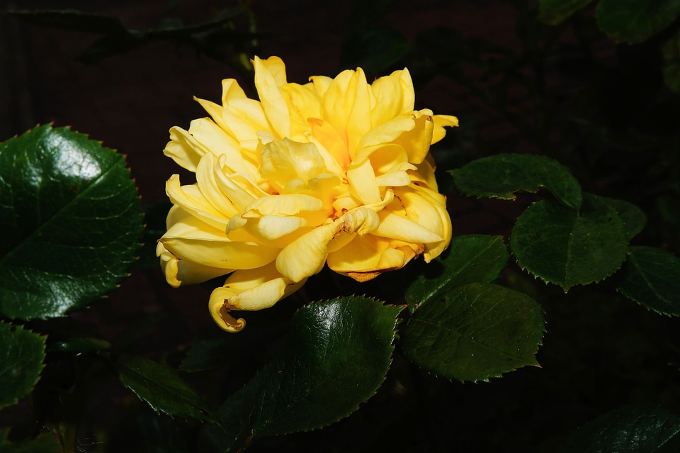 Yellow plant sweet