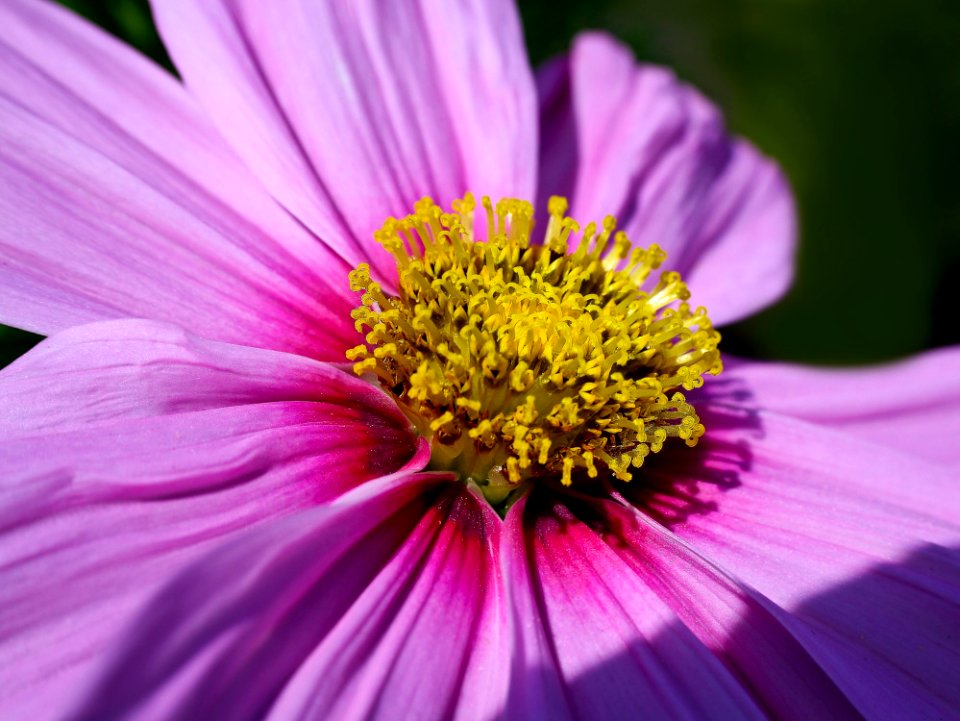 Flower Flora Garden Cosmos Purple
