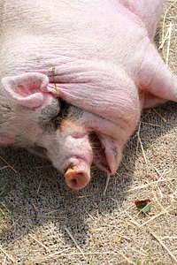 Animal acb take a nap