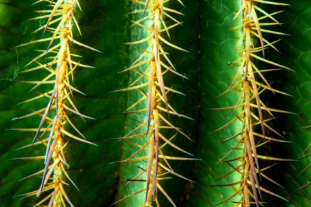 Thorns Spines And Prickles Cactus Vegetation Plant photo