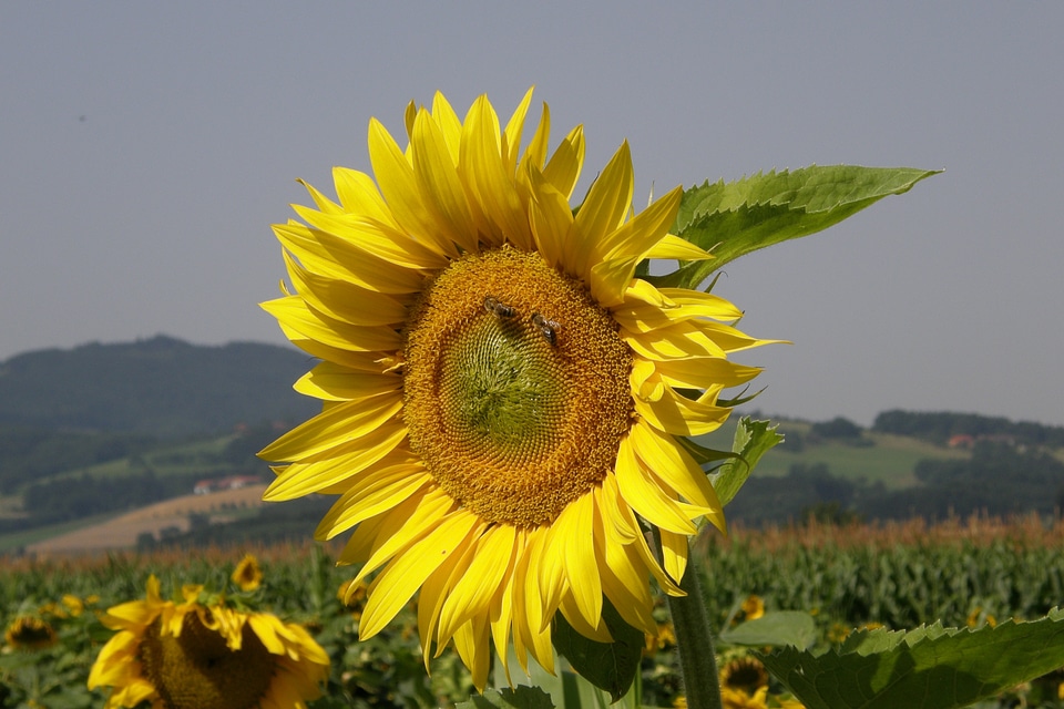 Mood rest harvest