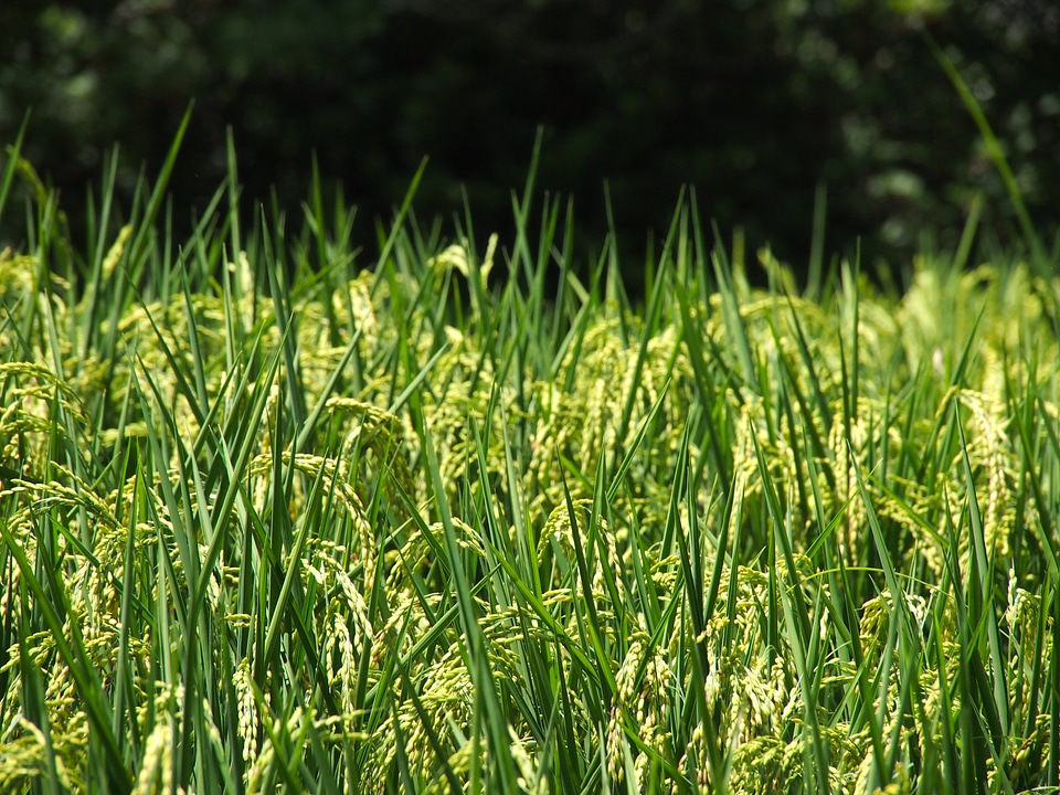 Field green plantation