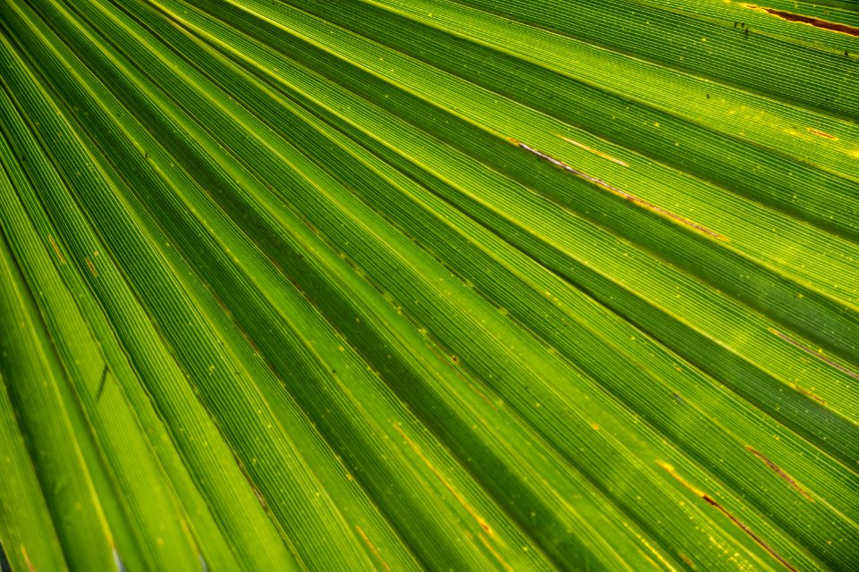 Leaf Green Field Vegetation