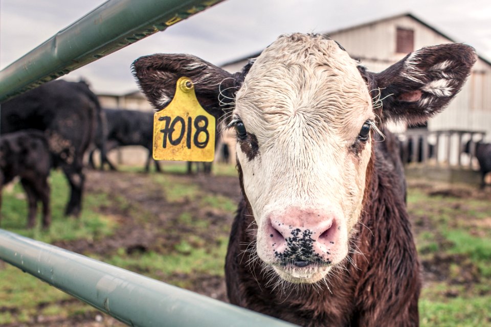 Cattle Like Mammal Cow Goat Family Livestock Snout