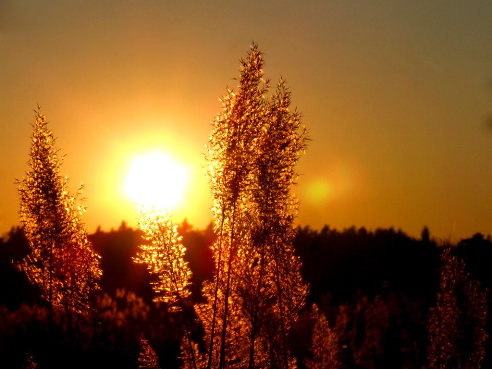 Sky Nature Tree Evening photo