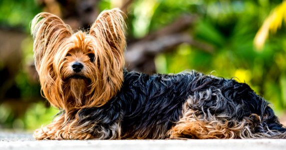 Dog Dog Like Mammal Dog Breed Australian Silky Terrier photo