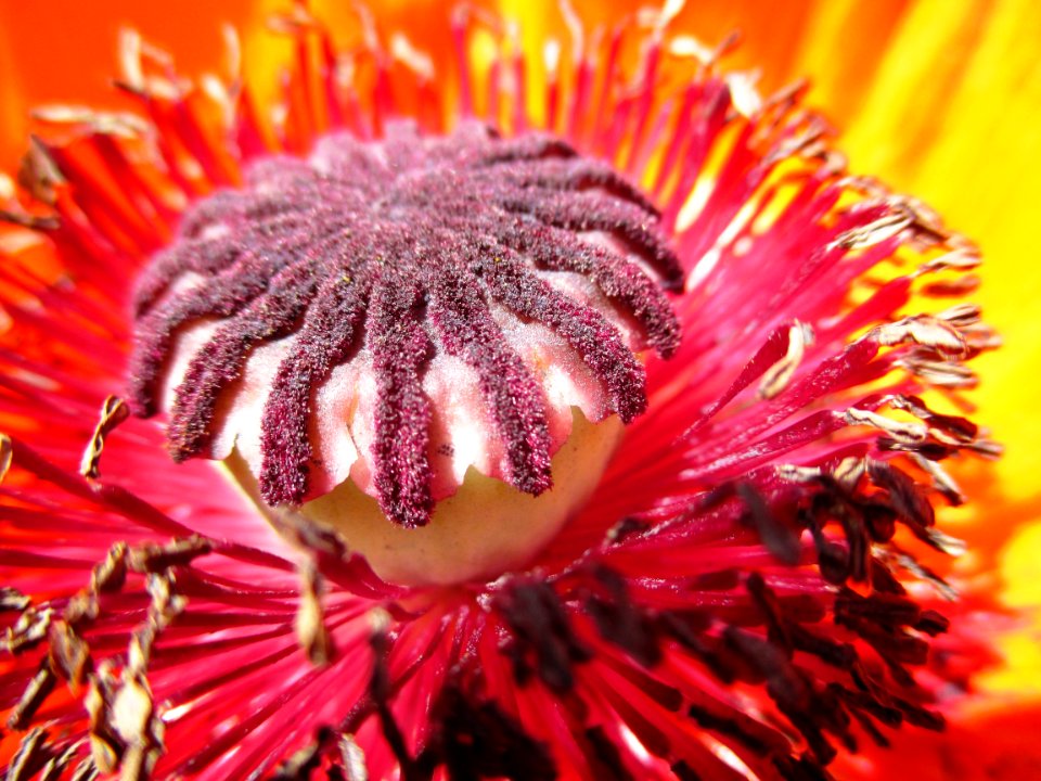 Flower Close Up Flora Pollen